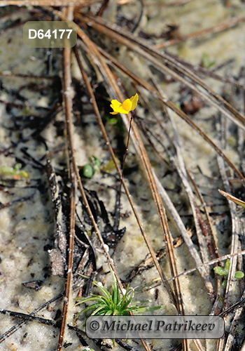 Zigzag Bladderwort (Utricularia subulata)